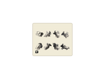 Shadow Puppets