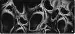 The Face (Limited edition)