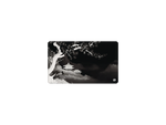 Fleur de minuit