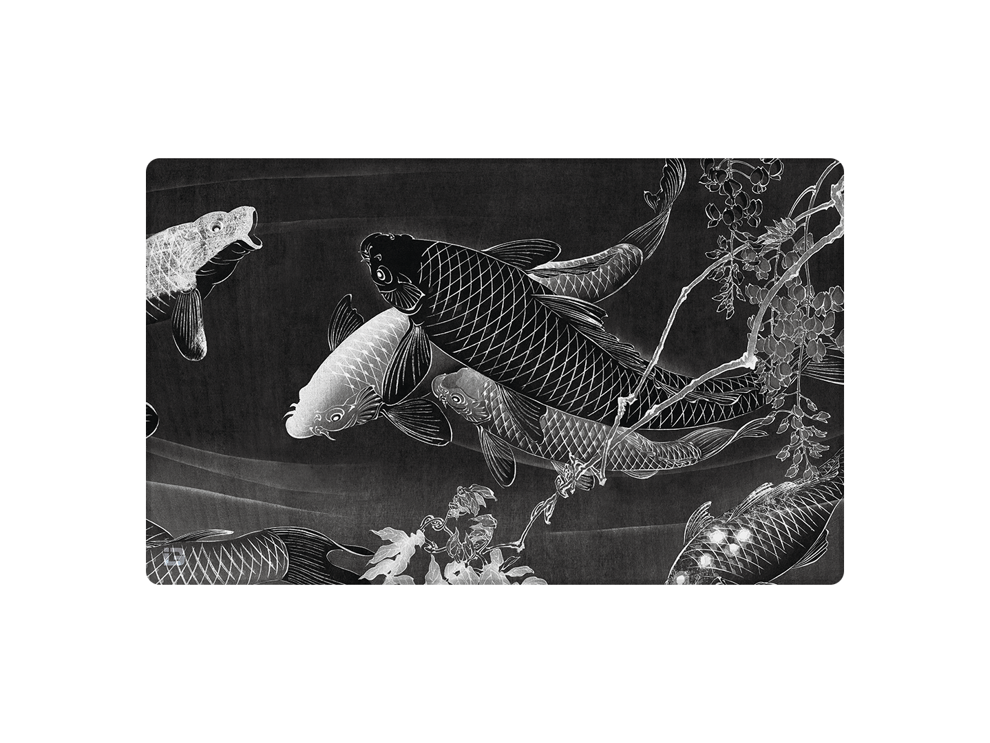 Koi di mezzanotte