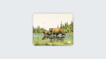 Famille Ours