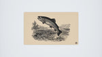 Vintage Trout