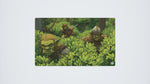 Goblins