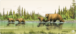 Famille Ours