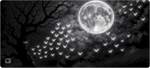 Shadows in Moonlight