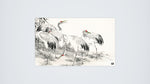 Cranes Bianchi