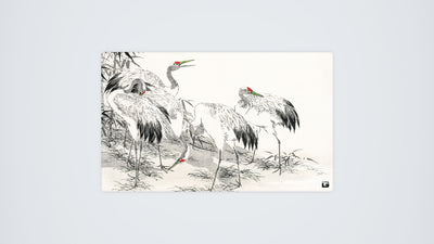 Cranes Bianchi